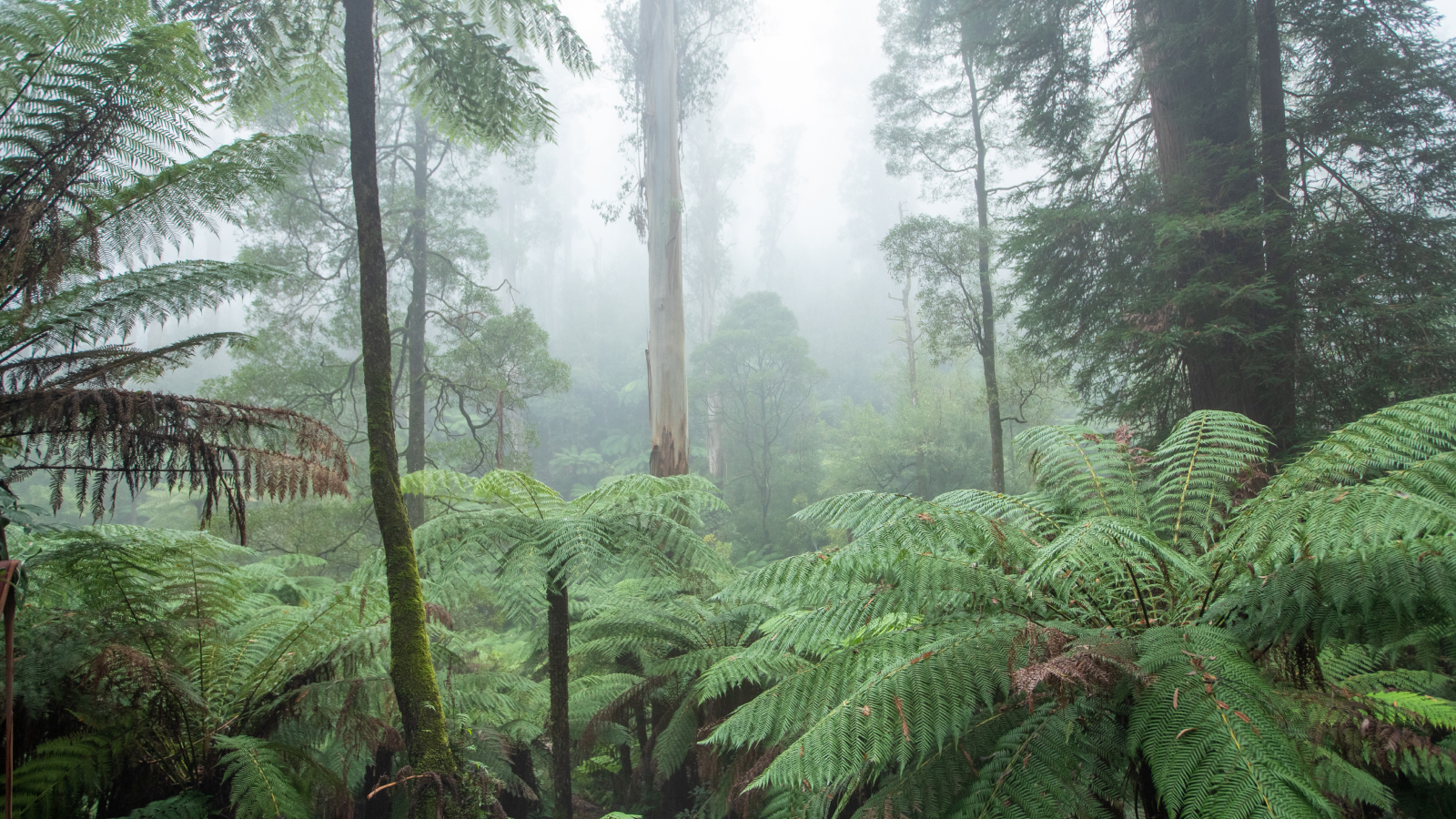  Rainforest of super trees descended from lost supercontinent Gondwana being created in Australia 