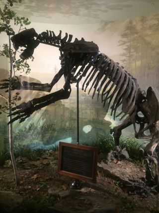Giant ground sloths (Megalonyx jeffersonii) stood about 10 feet tall. The Ancient Ozarks Natural History Museum says this mounted skeleton is the most complete and best preserved specimen ever found in Missouri.