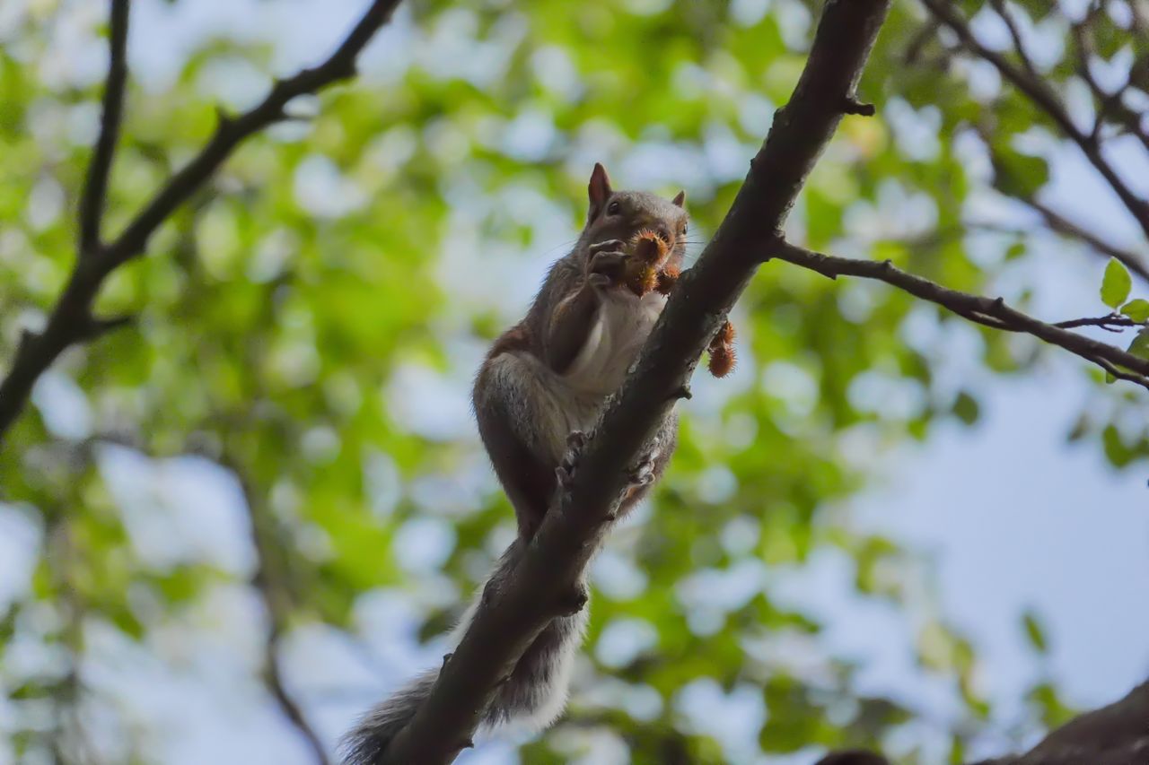 A photo taken on a Sony RX10 V bridge camera