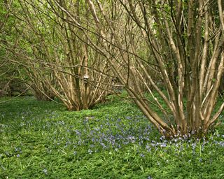 bluebells and coppiced hazel trees