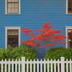 Red Japanese maple in front of blue house
