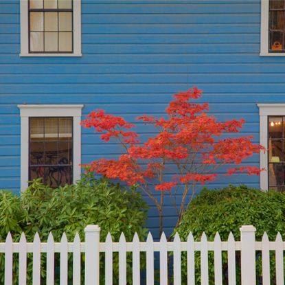 Red Japanese maple in front of blue house
