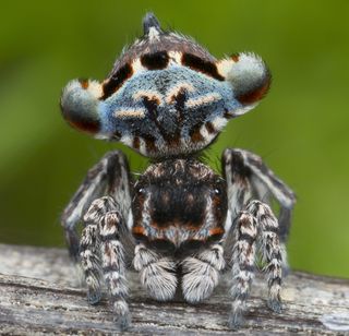 new species of peacock spider, Maratus lobatus