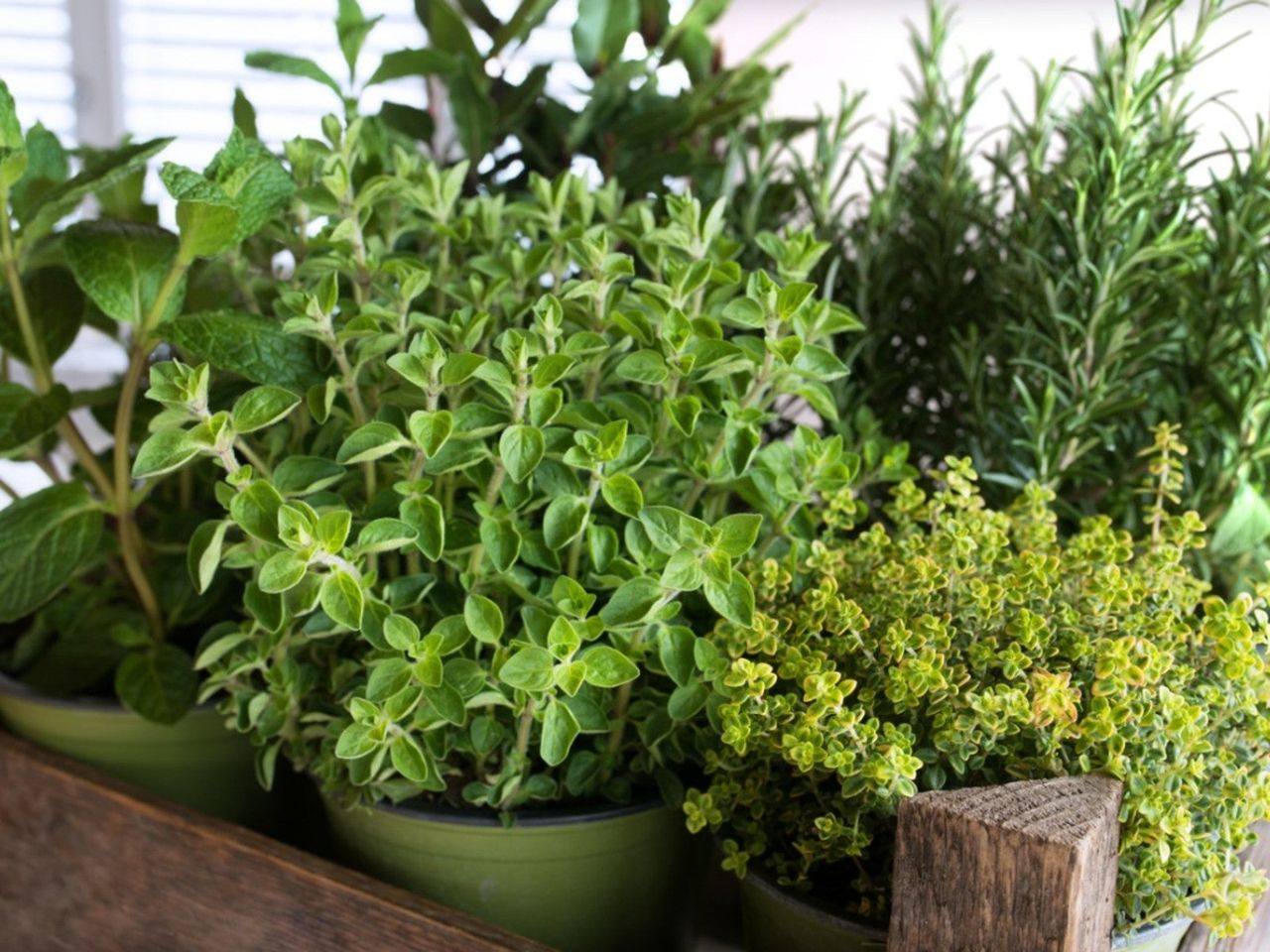 Potted Shakespearean Herbs Indoors