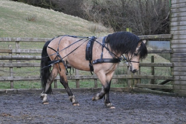 Listening well in the early stages on long reins