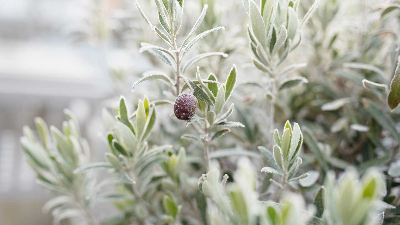 frosty olive tree