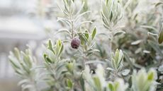 frosty olive tree