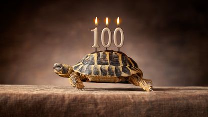 tortoise with candles