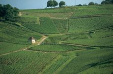 jura wine, chateau chalon