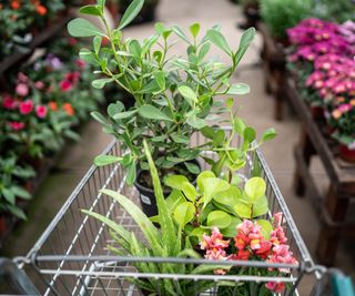 Shopping cart with plants at a garden center
