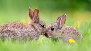 Two rabbits kissing in a field