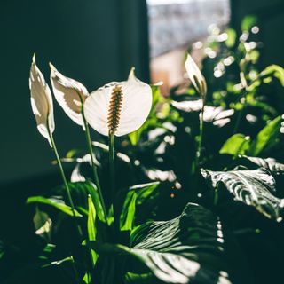 Peace lily in beam of sunlight