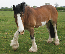hovis.jpg