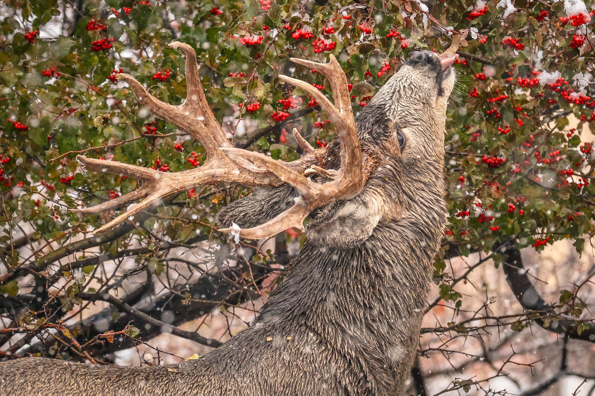 GuruShots - February 2026