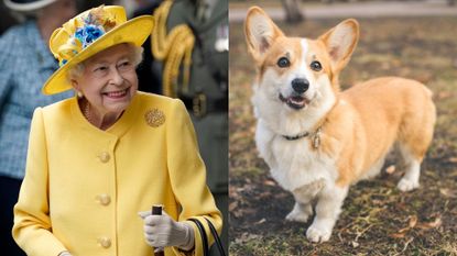 Queen's corgis treated to 'home-made' meals
