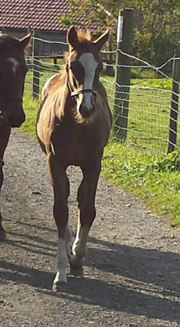 rodneyfoal