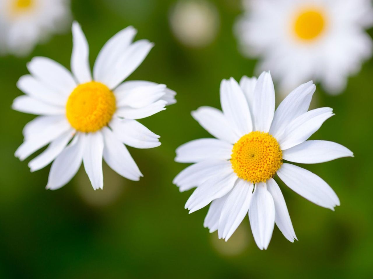 White Daisy Flowers