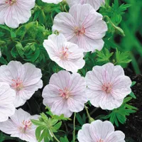 Geranium sanguineum var. striatum | £16.99 at Crocus