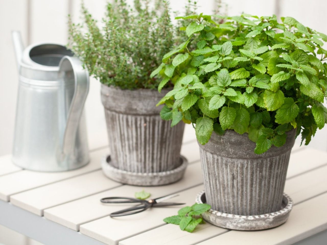 Propogating Potted Herbs