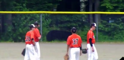 Giant black bear brazenly scouts Alaskan baseball game