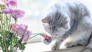 A grey cat playing with flowers in a vase