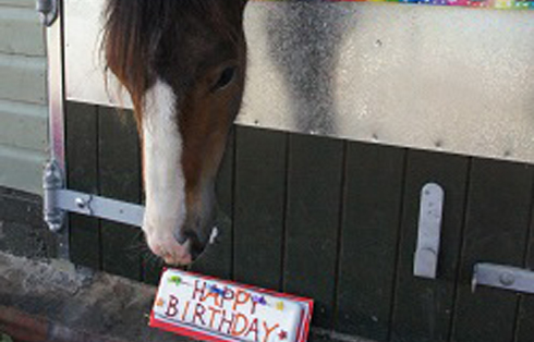 Teddy checks out his Birthday cake