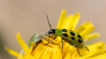 spotted cucumber beetle