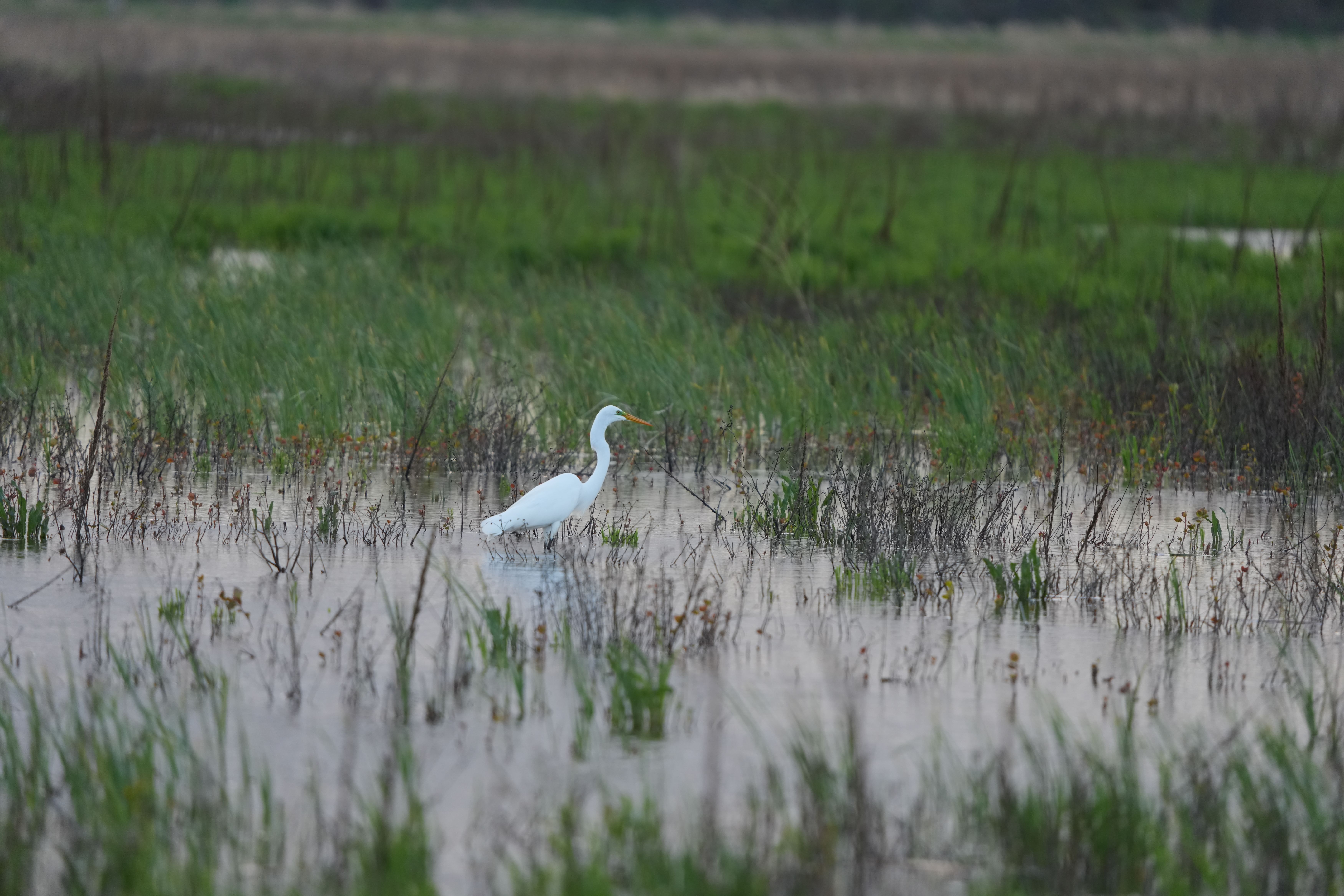 Wildlife images shot on the Sony A7R VI, unedited JPEG with slight resize to 7K pixels wide for web upload