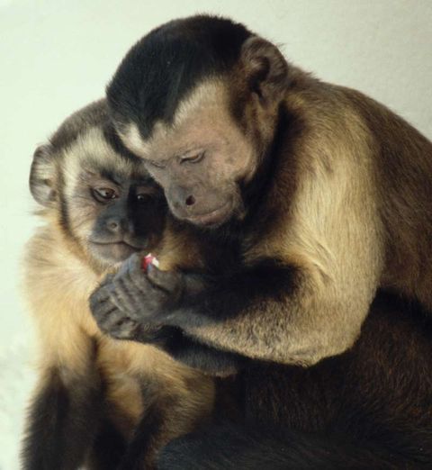 do humans share a common ancestor with monkeys