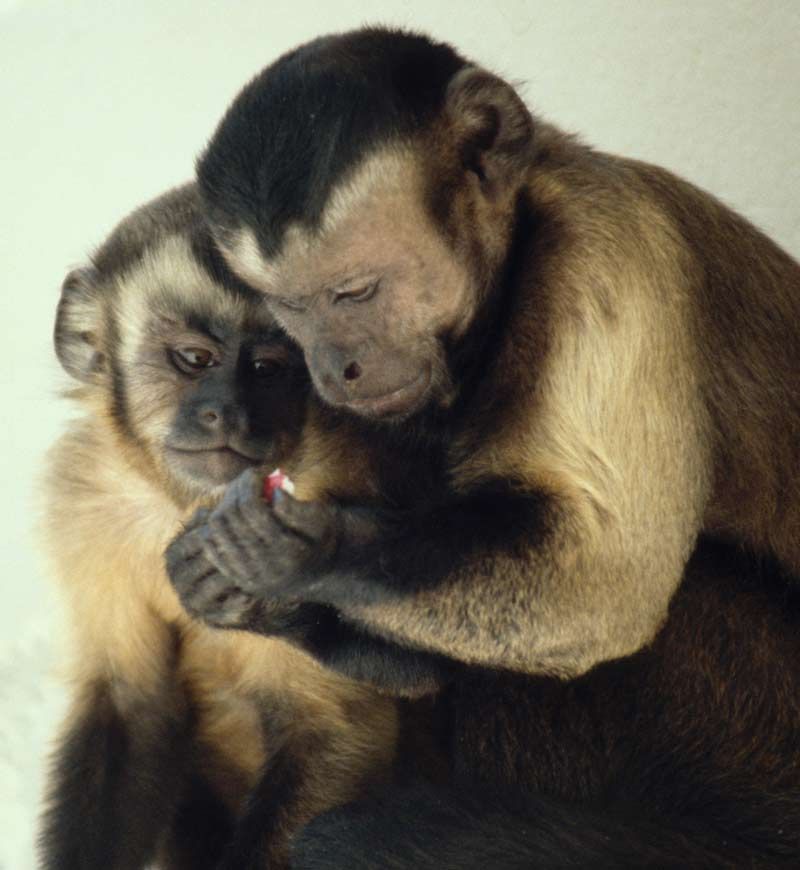 Brown capuchin monkeys sharing food.