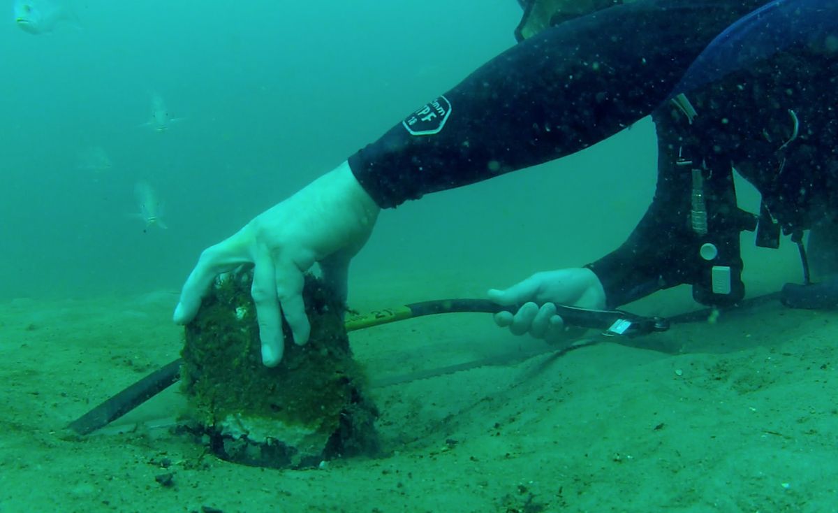 Underwater Cypress Forest from Ice Age Reveals its Secrets Live Science