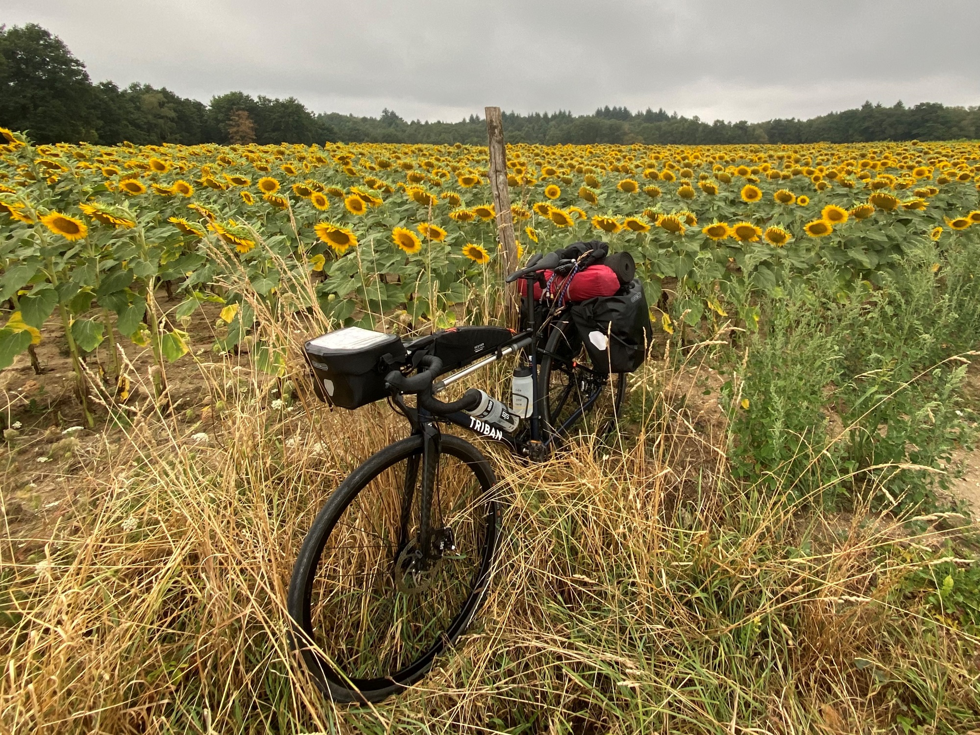 Ortlieb Quick Rack with cargo on a bike against sunflowers