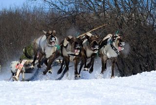 racing of reindeers in time of russian north festival