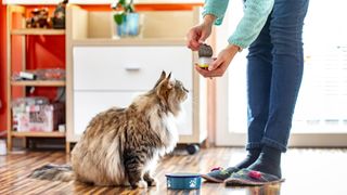 Cat sitting in front of a food bowl while a person opens a can of food above him