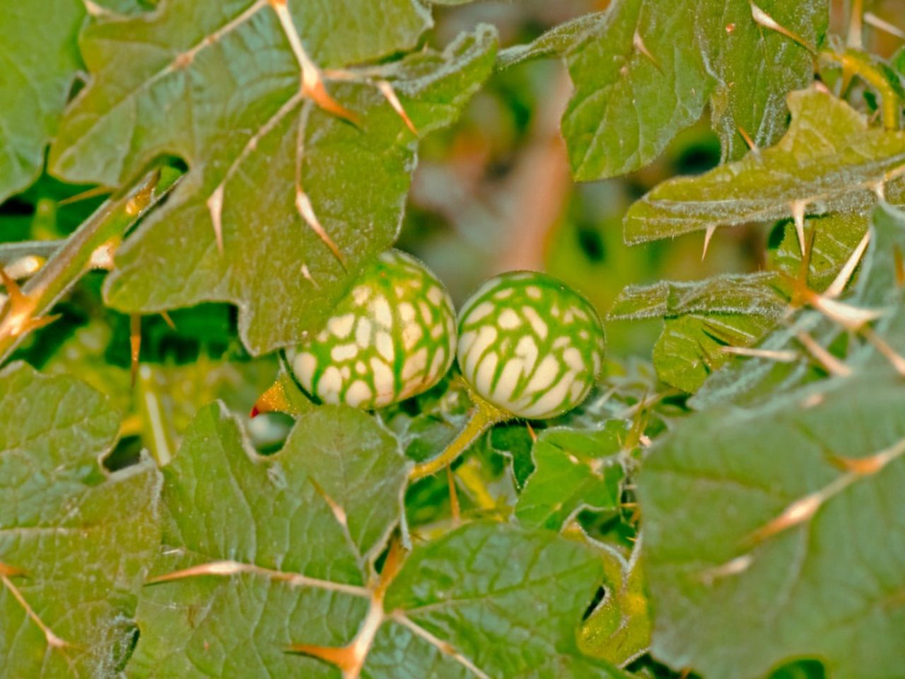 Tropical Soda Apple Weeds