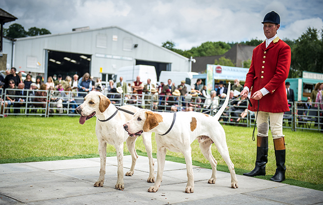North Cotswold Devon 15 & Granite 15 — winners of the entered couple of doghounds class in the English foxhounds ring