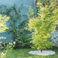 Lawn with tree planted in a circular bed beside a green painted wall with climbers. Garden redesign of a small city garden in London, owned by Rosie Money-Coutts.