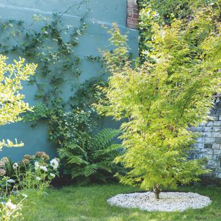 Lawn with tree planted in a circular bed beside a green painted wall with climbers. Garden redesign of a small city garden in London, owned by Rosie Money-Coutts.