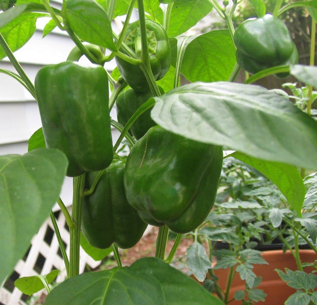 Green Pepper Plant