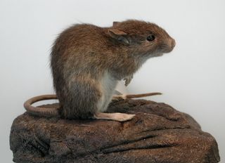 The Polynesian rat (also known as kiore) is somewhat smaller than its Europeans counterparts and, according to ethnographic accounts, was tasty to eat. New research reveals that they formed an important part of the diet for the inhabitants of Easter Island.