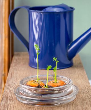 Carrot tops growing in water in a glass bowl on window sill