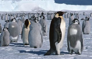 emperor-penguin-02