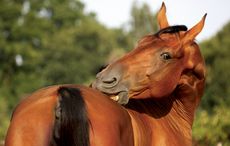 Funny brown horse scratching itself on the pasture