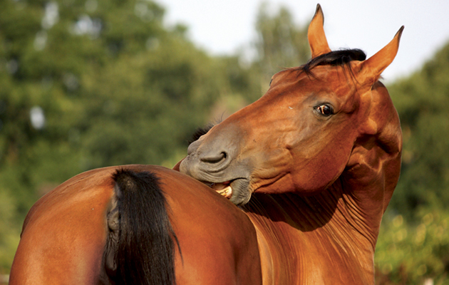 Funny brown horse scratching itself on the pasture