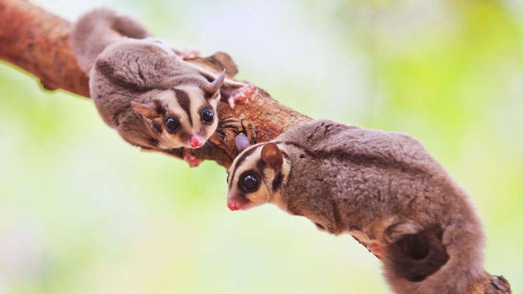 Should you keep sugar gliders as pets? Here’s everything you need to know PetsRadar