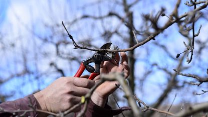 Pruning a fruit tree in winter with pruning shears