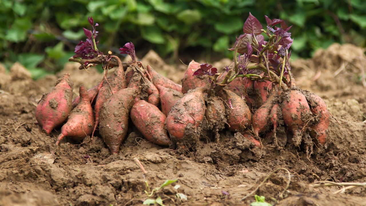 Sweet potatoes