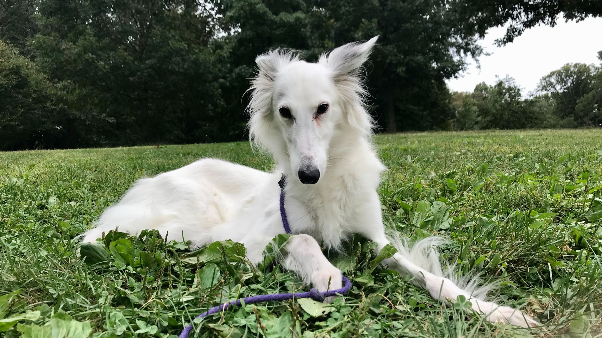 white Silken Windhound lying on grass
