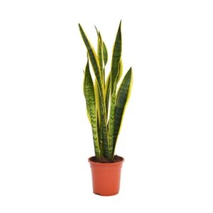 Sanseveria (snake Plant) - Houseplant in 21cm Pot