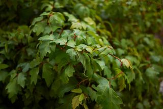 A close-up of cissus foliage